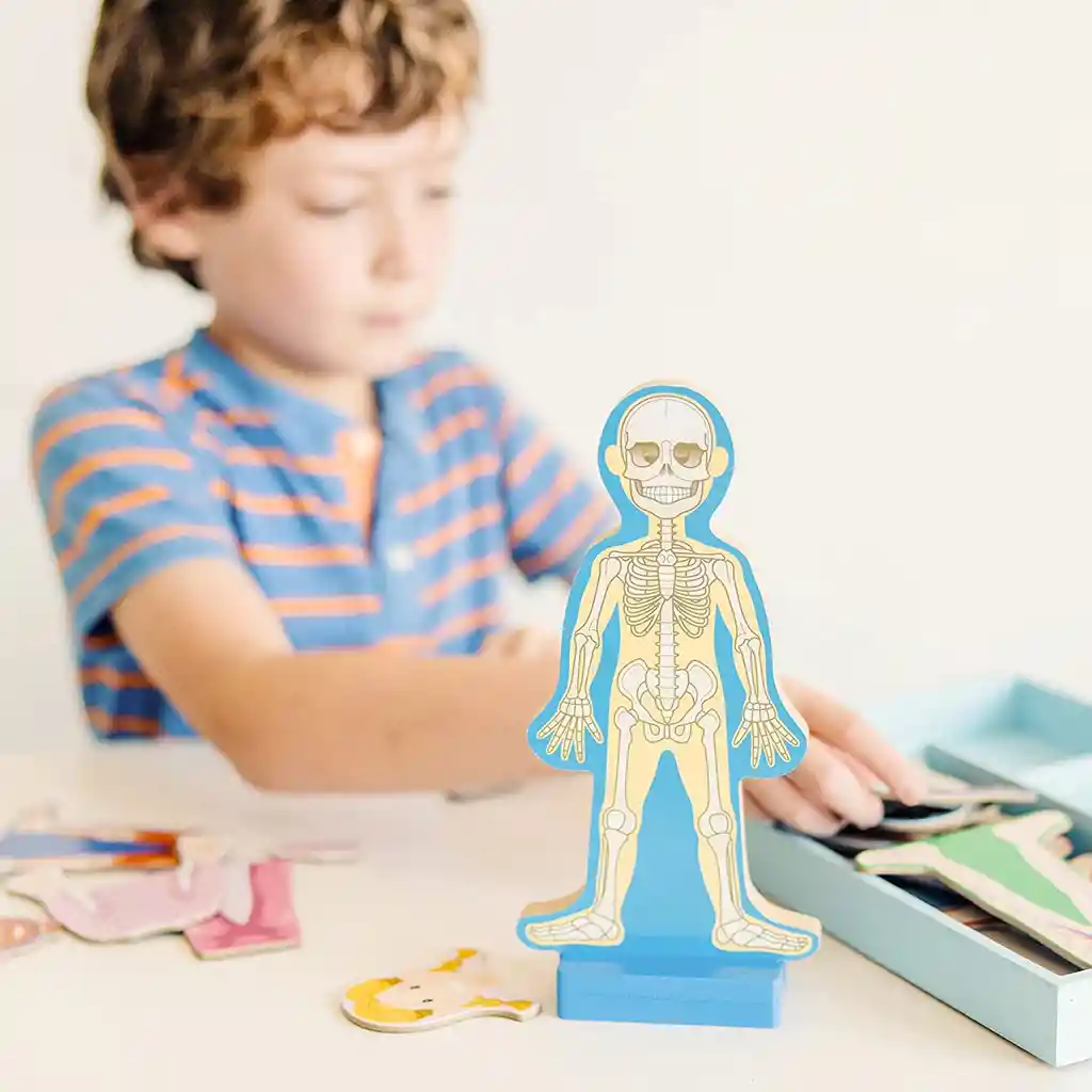 Juguetes Niño Juego Cuerpo Humano Magnético Juego Didáctico