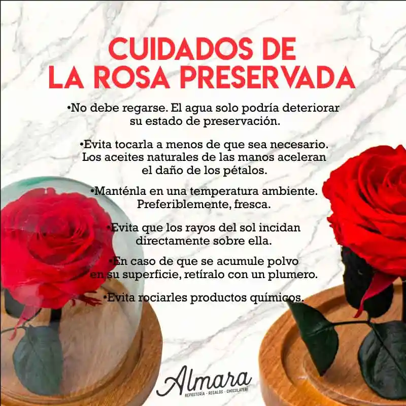 Rosa Preservada Deluxe Rosada