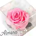 Rosa Perfect Rosada