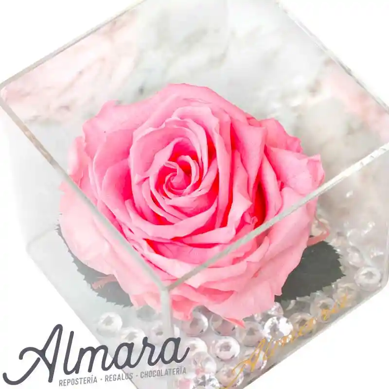 Rosa Perfect Rosada