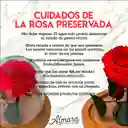 Rosa Perfect Rosada