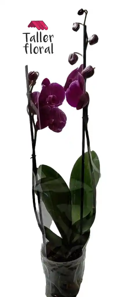 Orquídea Phalepnosis Morada