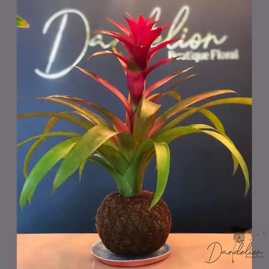 Kokedama Bromelia