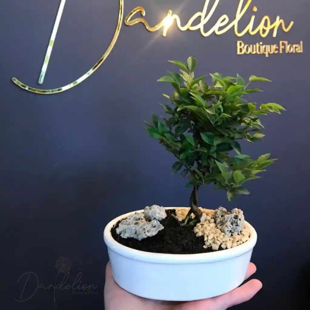 Mini Bonsai Jabuticaba