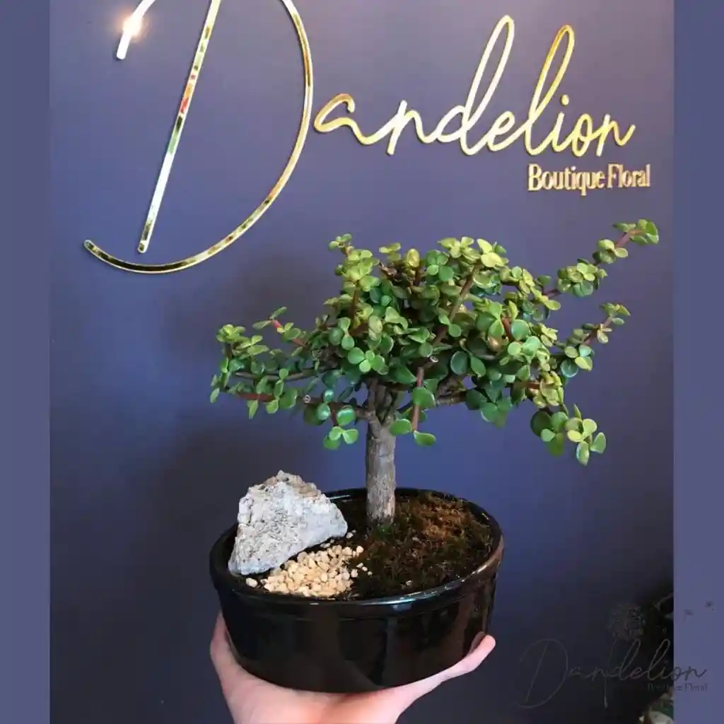 Mini Bonsai Jade Hembra