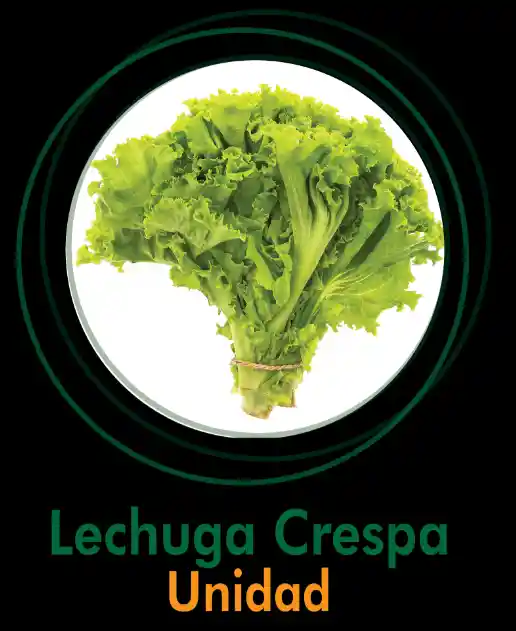 Lechuga Crespa