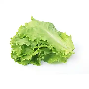 Lechuga Crespa