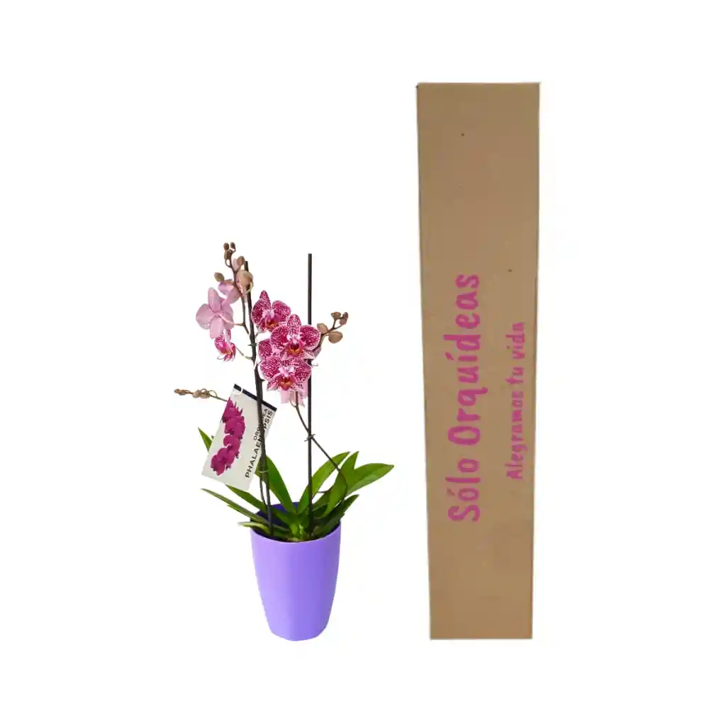 Orquidea Mediana Alto 40cm Moratigre+matera Plastica