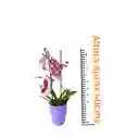 Orquidea Mediana Alto 40cm Moratigre+matera Plastica