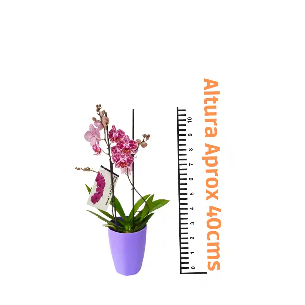 Orquidea Mediana Alto 40cm Moratigre+matera Plastica