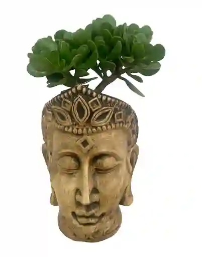 Planta Bonsai Jade Macho En Matera Cerámica Cabeza Buddha