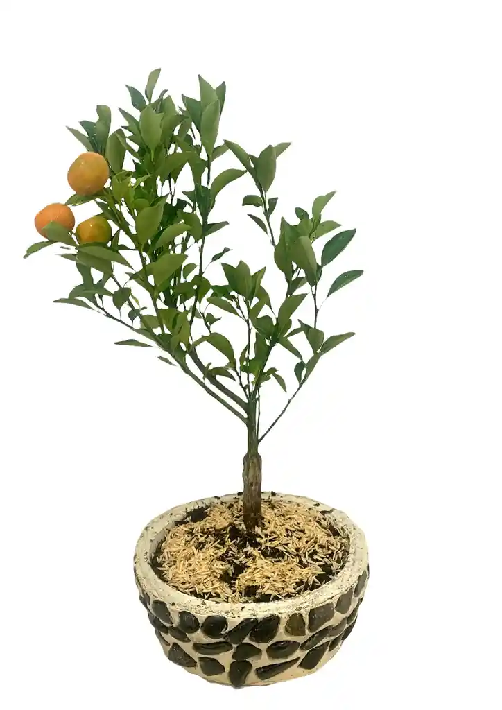 Bonsai Frutal