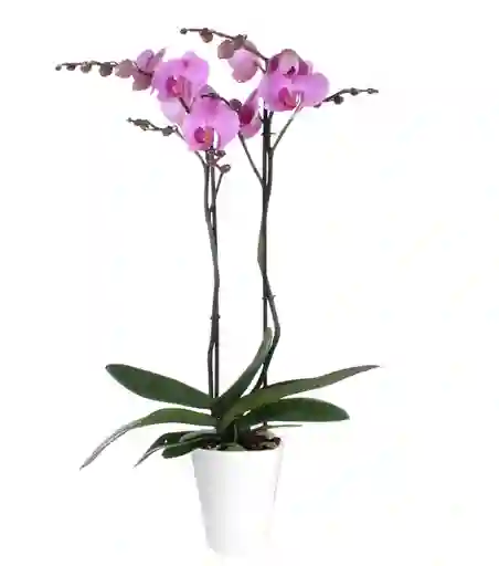 Planta De Orquideas 2 Tallos Con Flores Rosa + Matera Decorativa