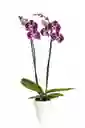 Planta De Orquideas 2 Tallos Con Flores Moradas Rosa + Matera Plastica Decorativa