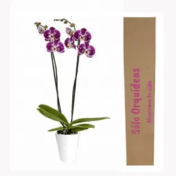 Planta De Orquideas 2 Tallos Con Flores Moradas Rosa + Matera Plastica Decorativa