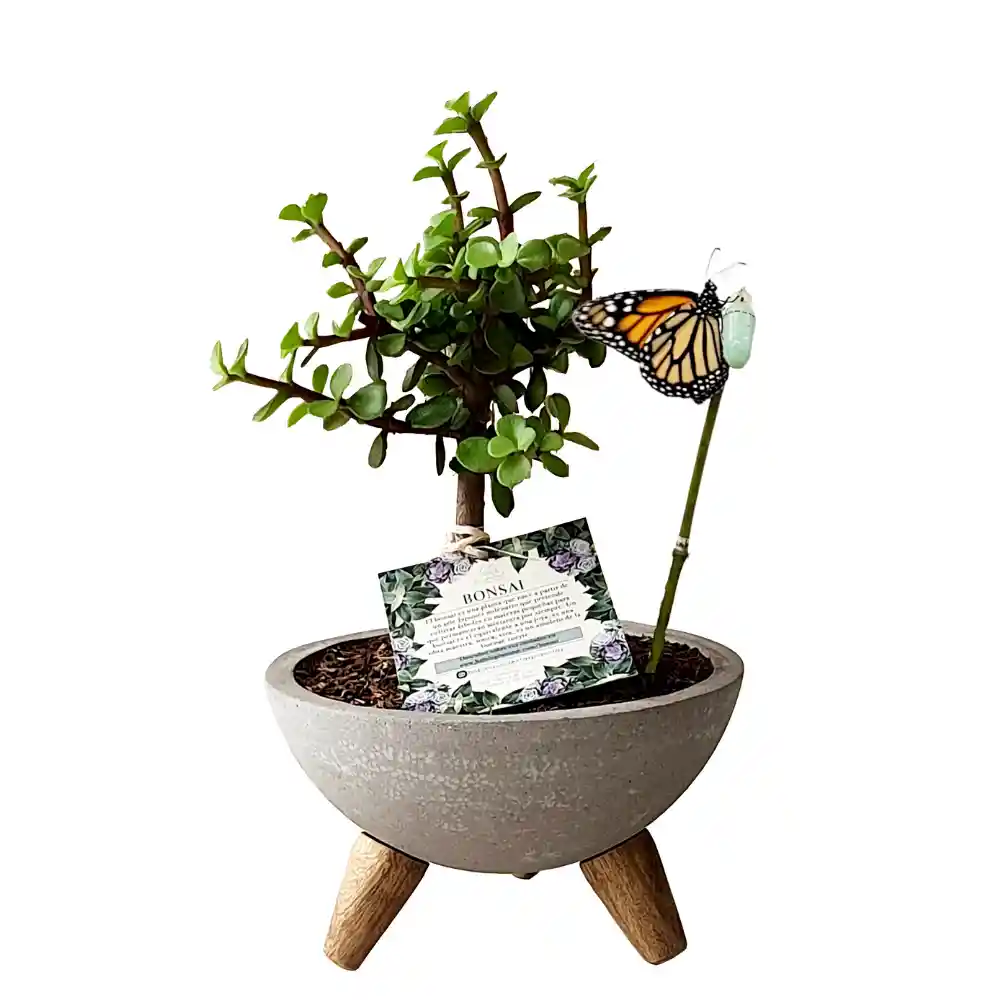 Bonsai De Jade Con Capullo De Mariposa