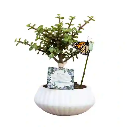 Bonsai De Jade Con Capullo De Mariposa