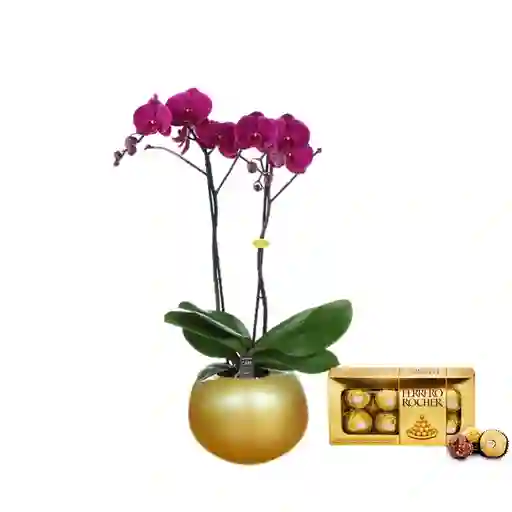 Orquídea Regalo 2 Tallos Fucsia+ Matera Cerámica Luxury+chocolates Ferrero