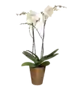 Orquidea Flor Blanca Regalo+matera Plastica Bronce