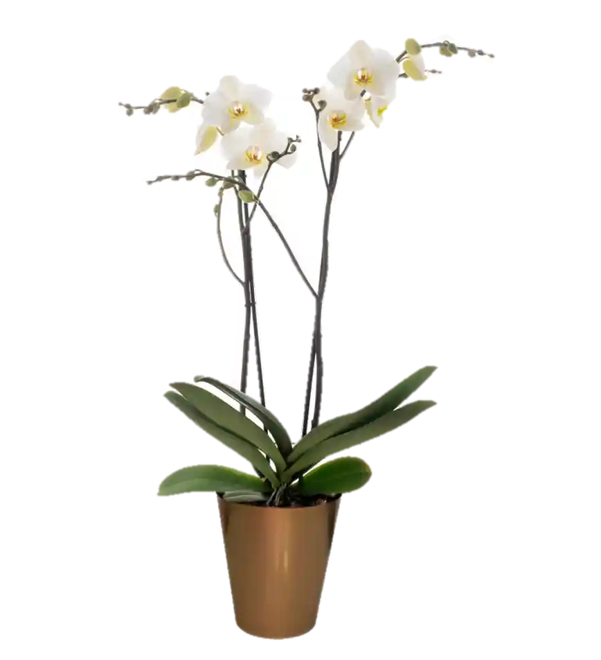 Orquidea Flor Blanca Regalo+matera Plastica Bronce