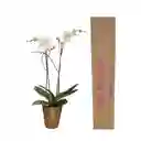 Orquidea Flor Blanca Regalo+matera Plastica Bronce