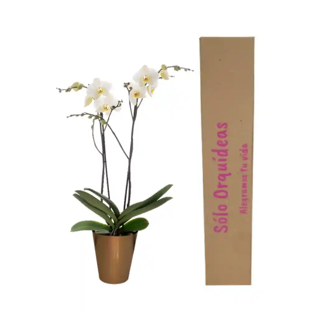 Orquidea Flor Blanca Regalo+matera Plastica Bronce