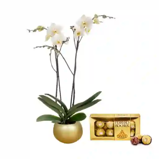 Orquídea Regalo 2 Tallos Blanca+ Matera Cerámica Luxury+chocolates Ferrero
