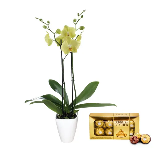 Orquídea Regalo 2 Tallos Amarilla+ Matera Cerámica Luxury+chocolates Ferrero