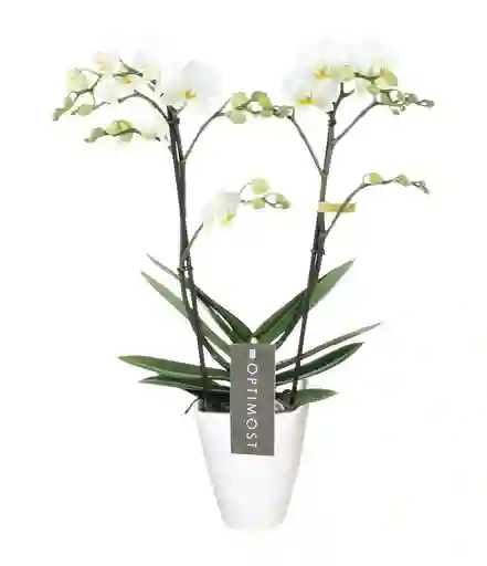 Orquídea Mediana Blanca + Matera Plástica Decorativa
