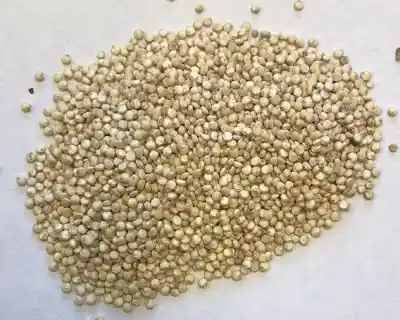 Quinoa