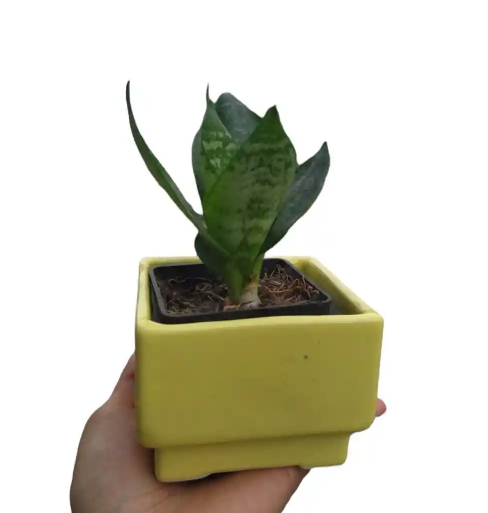 Matera Cuadrada Con Planta - Detalle Con Amor Para Regalo En Fecha Especial, Amor Y Amistad, Cumpleaños, Aniversarios, Condolencias, Graduación, Felicitación Y Agradecimiento.