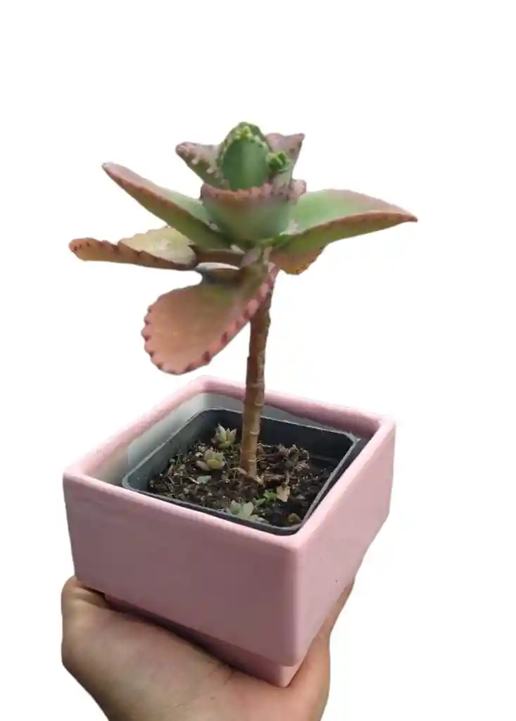 Matera Cuadrada Con Planta - Detalle Con Amor Para Regalo En Fecha Especial, Amor Y Amistad, Cumpleaños, Aniversarios, Condolencias, Graduación, Felicitación Y Agradecimiento.