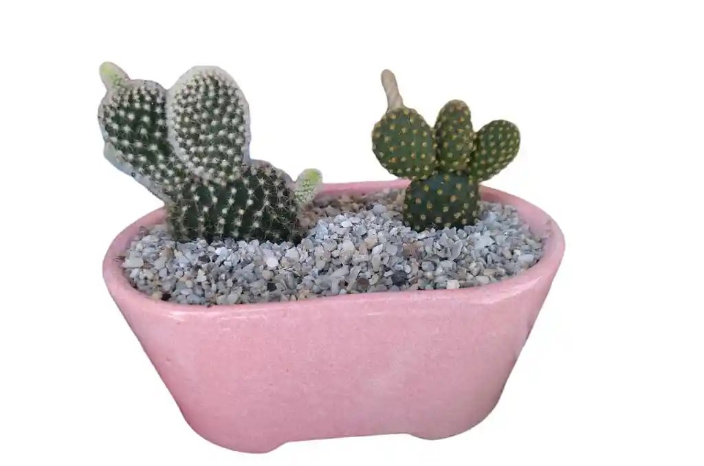 Terrario En Matera De Ceramica Con Dos Cactus O Suculentas - Detalle Con Amor Para Regalo En Fecha Especial, Amor Y Amistad, Cumpleaños, Aniversarios, Condolencias, Graduación, Felicitación Y Agradecimiento.
