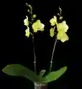 Orquideas Vivas