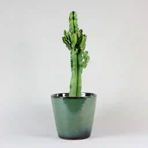 Candelabra Cactus