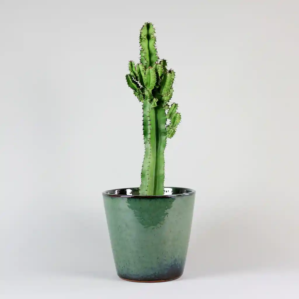 Candelabra Cactus