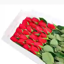 Caja De 24 Rosas Rojas