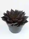 Echeveria Black Prince