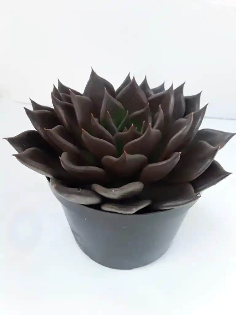 Echeveria Black Prince