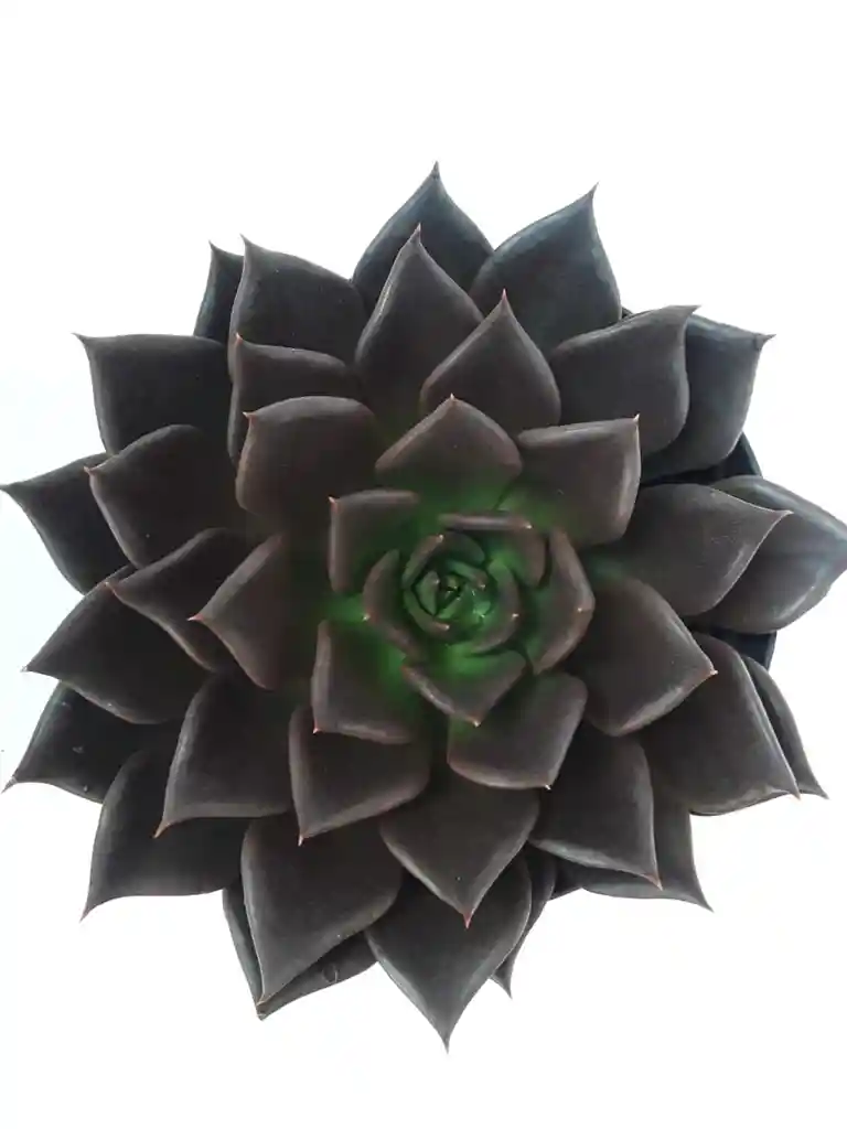 Echeveria Black Prince