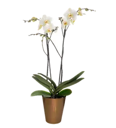 Orquídea Flor Blanca Regalo Con Matera Plástica Bronce