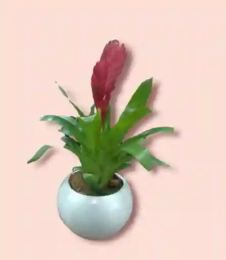 Bromelia En Matera De Cerámica Blanca - Detalle Con Amor Para Regalo En Fecha Especial, Amor Y Amistad, Cumpleaños, Aniversarios, Condolencias, Graduación, Felicitación Y Agradecimiento.