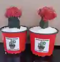 Cactus Koreano En Matera Plastica - Detalle Con Amor Para Regalo En Fecha Especial, Amor Y Amistad, Cumpleaños, Aniversarios, Condolencias, Graduación, Felicitación Y Agradecimiento.