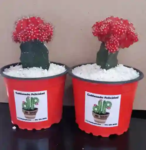 Cactus Koreano En Matera Plastica - Detalle Con Amor Para Regalo En Fecha Especial, Amor Y Amistad, Cumpleaños, Aniversarios, Condolencias, Graduación, Felicitación Y Agradecimiento.