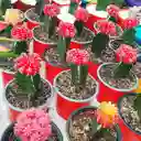 Cactus Koreano En Matera Plastica - Detalle Con Amor Para Regalo En Fecha Especial, Amor Y Amistad, Cumpleaños, Aniversarios, Condolencias, Graduación, Felicitación Y Agradecimiento.