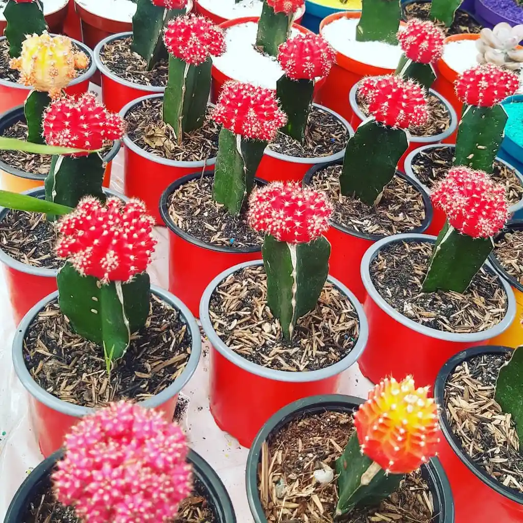 Cactus Koreano En Matera Plastica - Detalle Con Amor Para Regalo En Fecha Especial, Amor Y Amistad, Cumpleaños, Aniversarios, Condolencias, Graduación, Felicitación Y Agradecimiento.