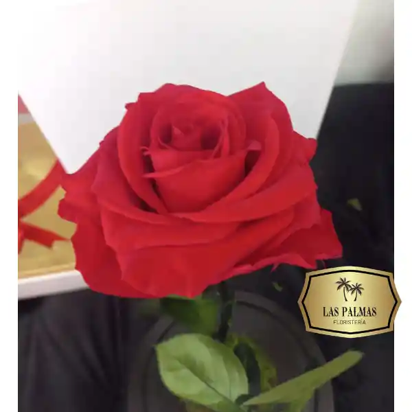 Rosa Preservada Roja En Urna Regalo