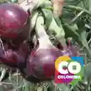 Cebolla Roja Morapp Mercado Campesino