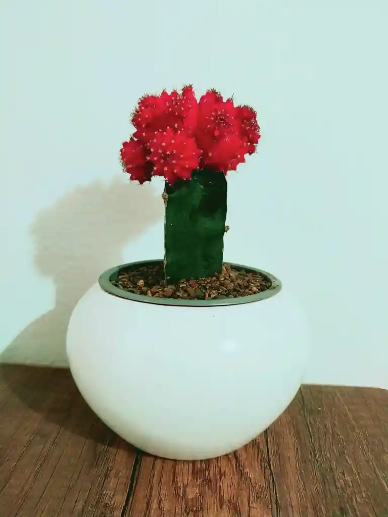 Cactus Coreano En Matera Decorativa - Detalle Con Amor Para Regalo En Fecha Especial, Amor Y Amistad, Cumpleaños, Aniversarios, Condolencias, Graduación, Felicitación Y Agradecimiento.