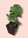 Monstera Deliciosa En Matera Decorativa - Detalle Con Amor Para Regalo En Fecha Especial, Día Del Padre, Cumpleaños, Aniversarios, Condolencias, Graduación, Felicitación Y Agradecimiento.